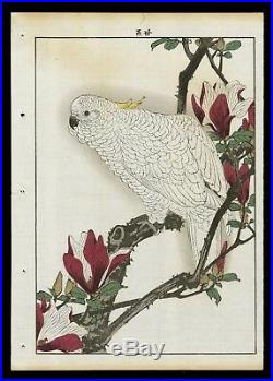 1892 Orig JAPANESE WOODBLOCK PRINT IMAO KEINEN Bird & Flower Parrot, Magnolia