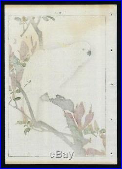 1892 Orig JAPANESE WOODBLOCK PRINT IMAO KEINEN Bird & Flower Parrot, Magnolia