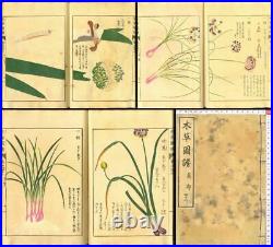 1918 Honzo Zufu Bulbs by Iwasaki Tsunemasa Japan Original Woodblock Print Book
