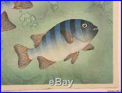 BAKUFU OHNO 1940 Japanese Color Woodblock Print ROCK SEA BREAM Ishidai FISH