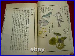 H-53 Japanese HONZO plant botanical Woodblock print BOOK