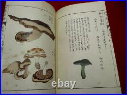 H-53 Japanese HONZO plant botanical Woodblock print BOOK