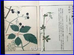 Japan Edo Illustrated book of flora HONZO ZUFU Color Woodblock print book Vol. 28