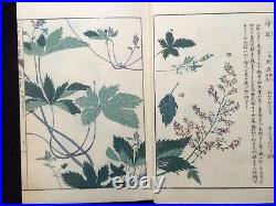 Japan Edo Illustrated book of flora HONZO ZUFU Color Woodblock print book Vol. 28