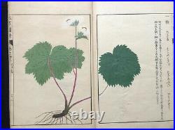 Japan Edo Illustrated book of flora HONZO ZUFU Color Woodblock print book Vol. 33
