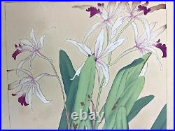 Japanese Woodblock Print CATTLEYA/DENDROBIUM Rakuzan Flower Vintage Original