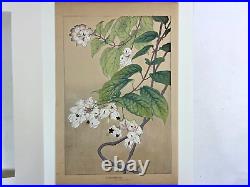 Japanese Woodblock Print CLERODENDRON Rakuzan 1931 Flower Vintage Original