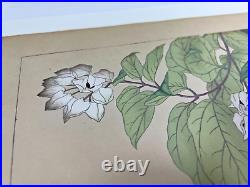 Japanese Woodblock Print CLERODENDRON Rakuzan 1931 Flower Vintage Original