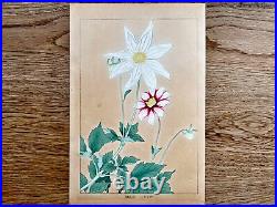 Japanese Woodblock Print DAHLIA 2 Rakuzan Flower Botanical Antique