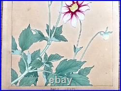 Japanese Woodblock Print DAHLIA 2 Rakuzan Flower Botanical Antique