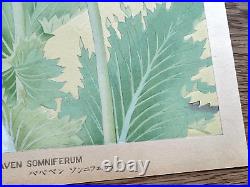 Japanese Woodblock Print PAPAVEN SOMNIFERUM Tsuchiya Rakuzan Antique Original