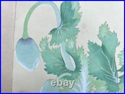 Japanese Woodblock Print PAPAVEN SOMNIFERUM Tsuchiya Rakuzan Flower Antique