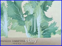 Japanese Woodblock Print PAPAVEN SOMNIFERUM Tsuchiya Rakuzan Flower Antique