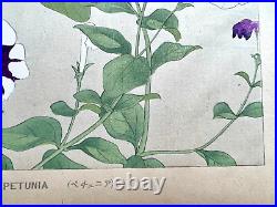 Japanese Woodblock Print PETUNIA Tsuchiya Rakuzan Botanical Antique Original